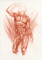 Anatomical Study, Torso 2